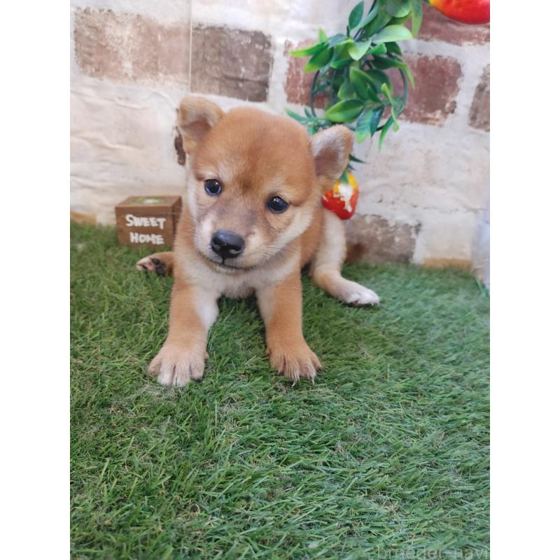 販売中の鹿児島県の柴犬-402978の4枚目