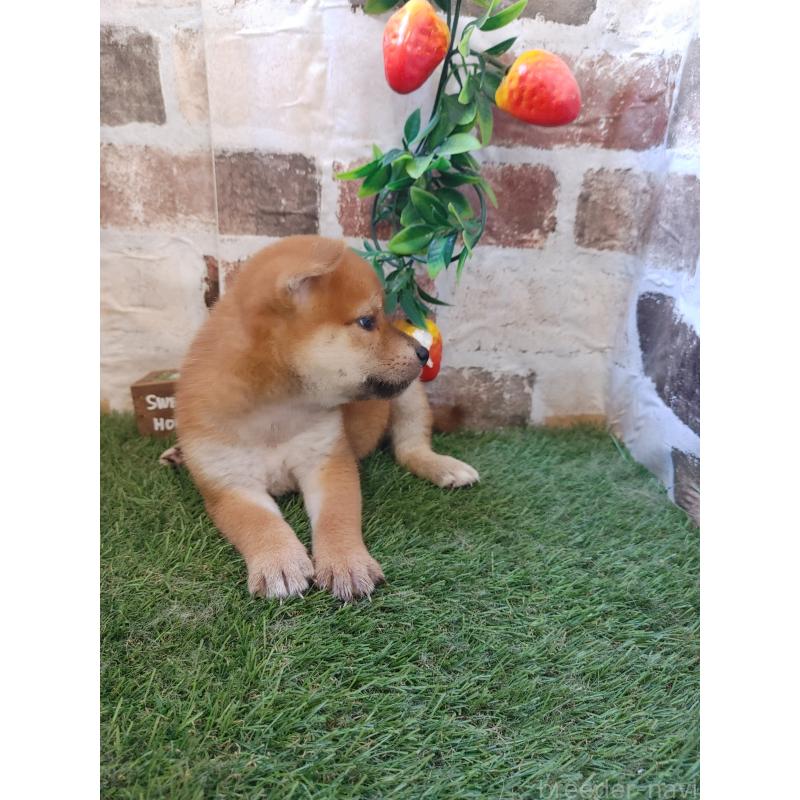販売中の鹿児島県の柴犬-402978の2枚目