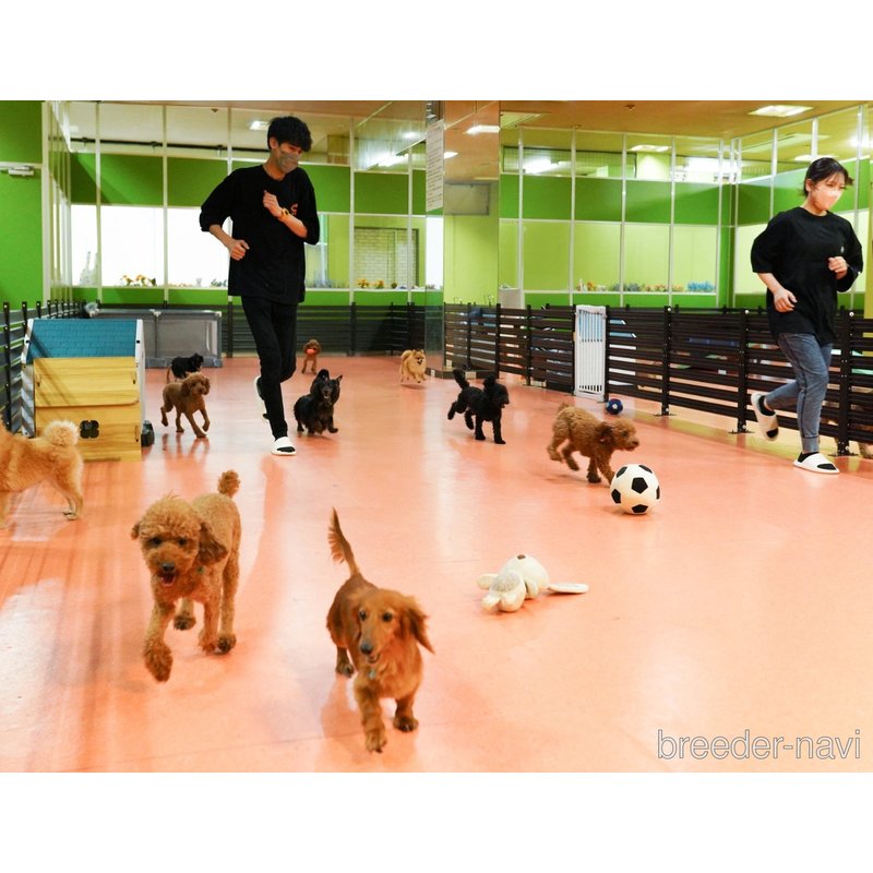 販売中の神奈川県のミックス犬-402783の2枚目