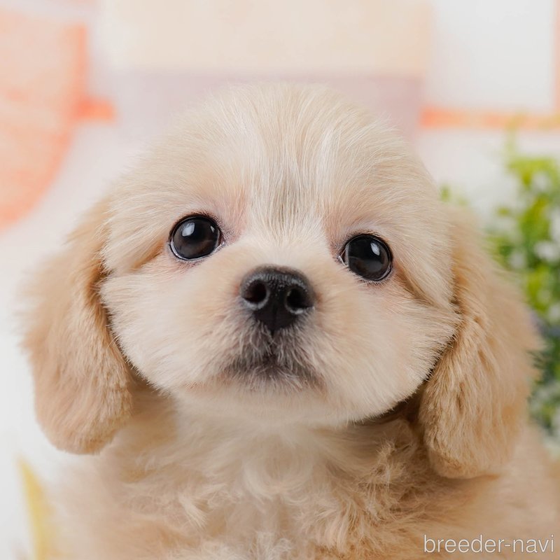 販売中の神奈川県のミックス犬-402791