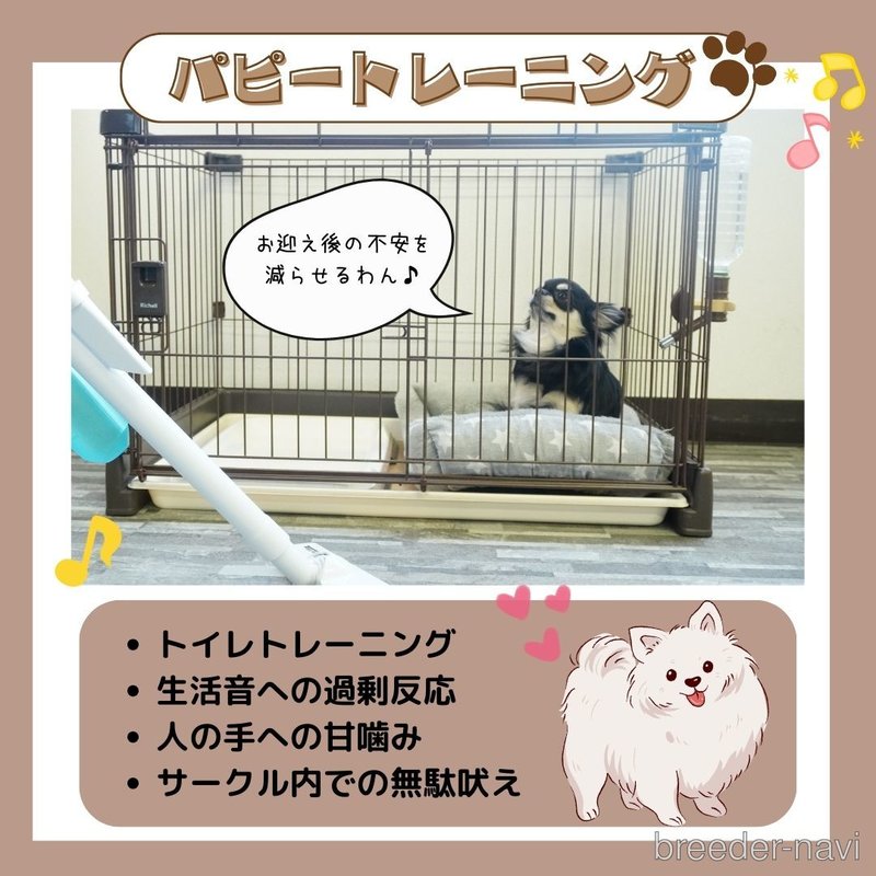 販売中の静岡県のポメマル:ポメラニアン×マルチーズ-402825の9枚目