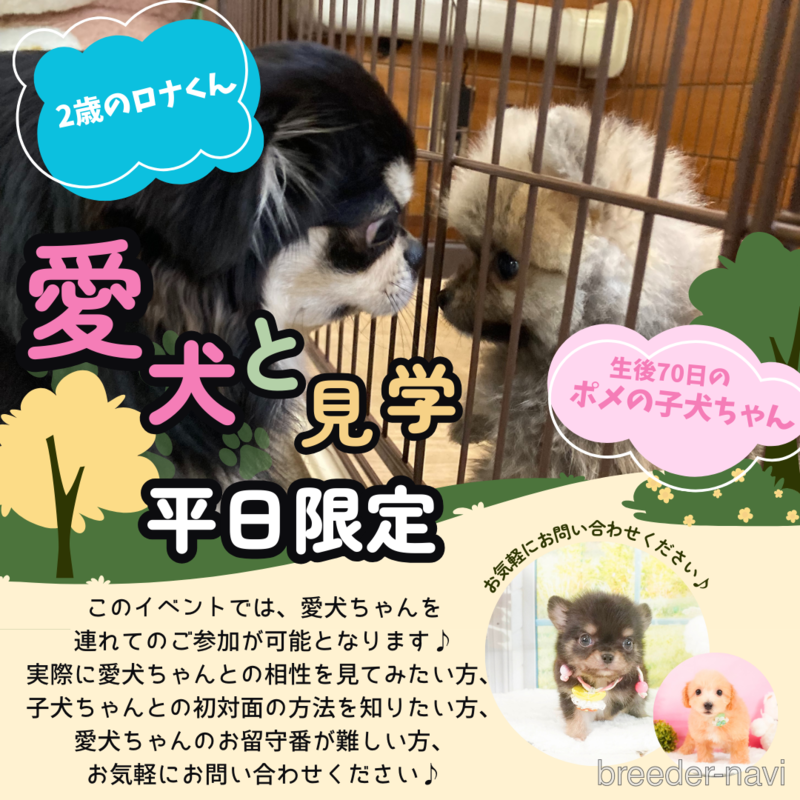 販売中の静岡県のポメマル:ポメラニアン×マルチーズ-402825の5枚目