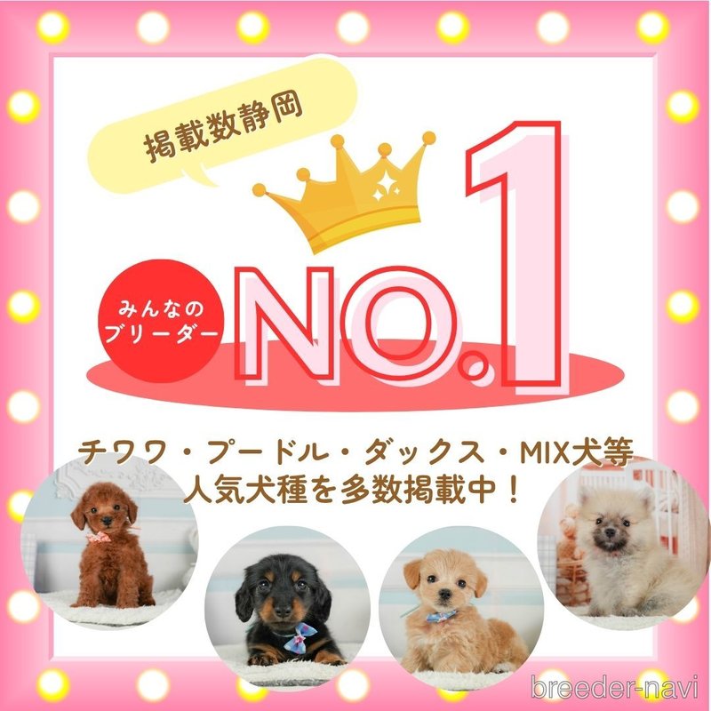 販売中の静岡県のポメラニアン-402853の3枚目