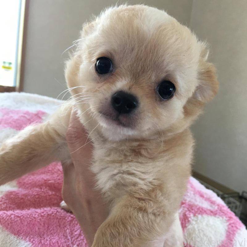 販売中の茨城県のチワワ(ロングコート)-402747