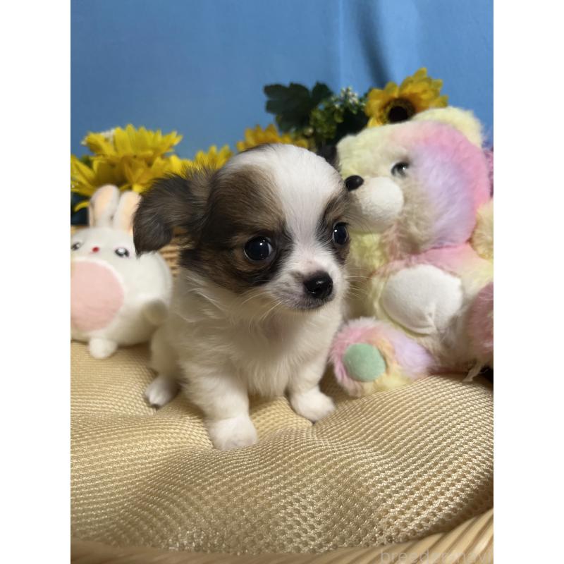 成約済の福岡県のチワワ(ロングコート)-398465の7枚目