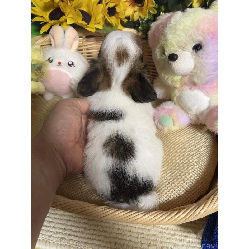 成約済の福岡県のチワワ(ロングコート)-398465の2枚目