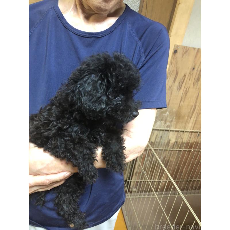 販売中の兵庫県のトイプードル-393938の10枚目