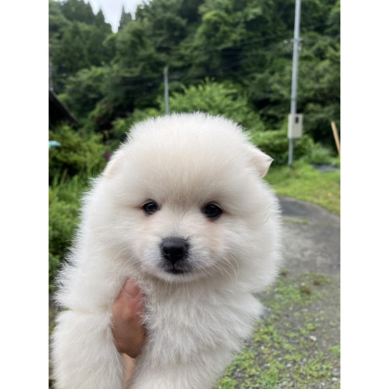 販売中の福島県のミックス犬-394533