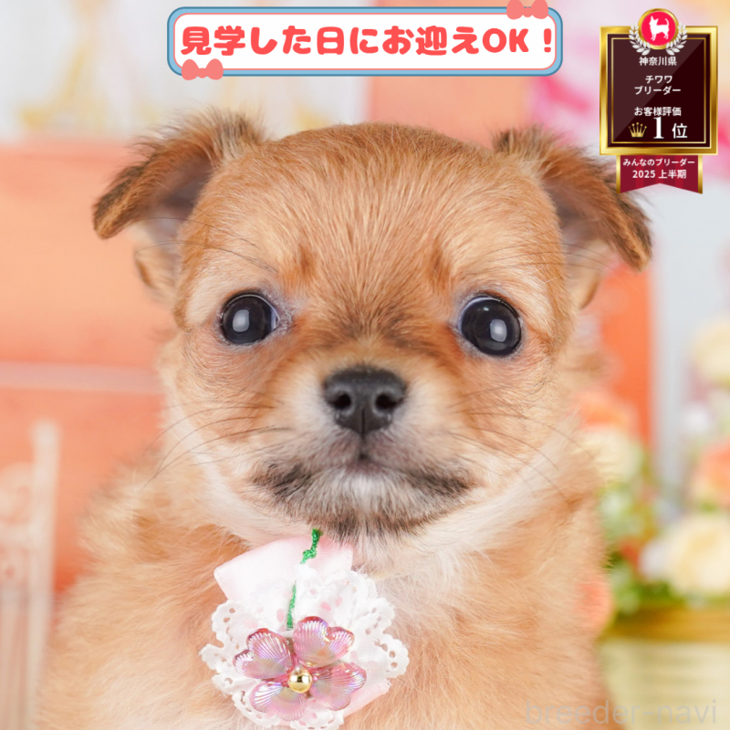販売中の神奈川県のチワワ(ロングコート)-392341の1枚目