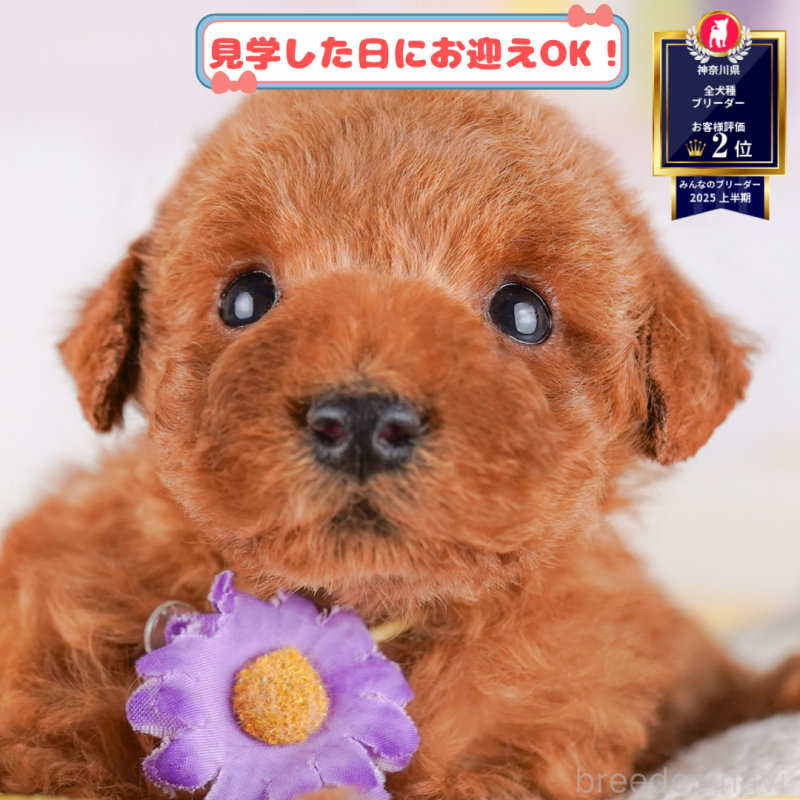 販売中の神奈川県のトイプードル-386688