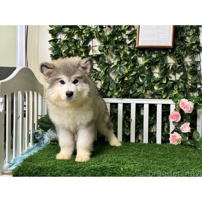 販売中の茨城県のアラスカンマラミュート-392064の2枚目