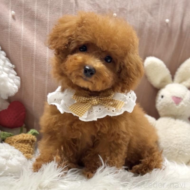 販売中の栃木県のトイプードル-393239