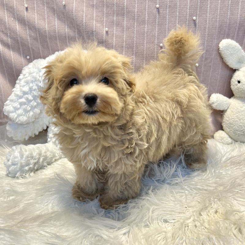 販売中の栃木県のマルプー:マルチーズ×トイプードル-393235の9枚目