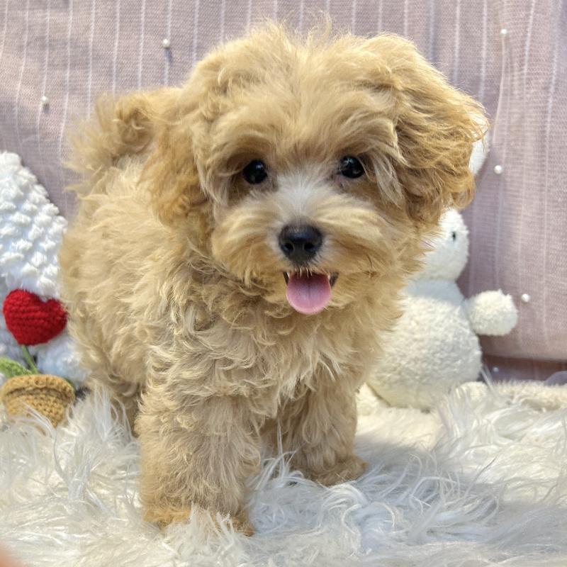 販売中の栃木県のマルプー:マルチーズ×トイプードル-393235の6枚目