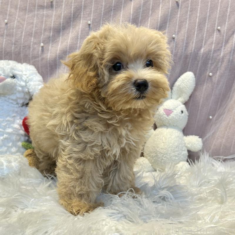 販売中の栃木県のマルプー:マルチーズ×トイプードル-393235の5枚目