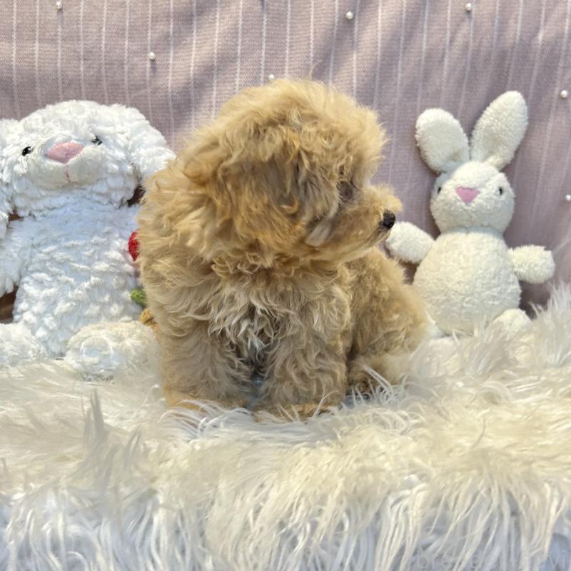 販売中の栃木県のマルプー:マルチーズ×トイプードル-393235の4枚目