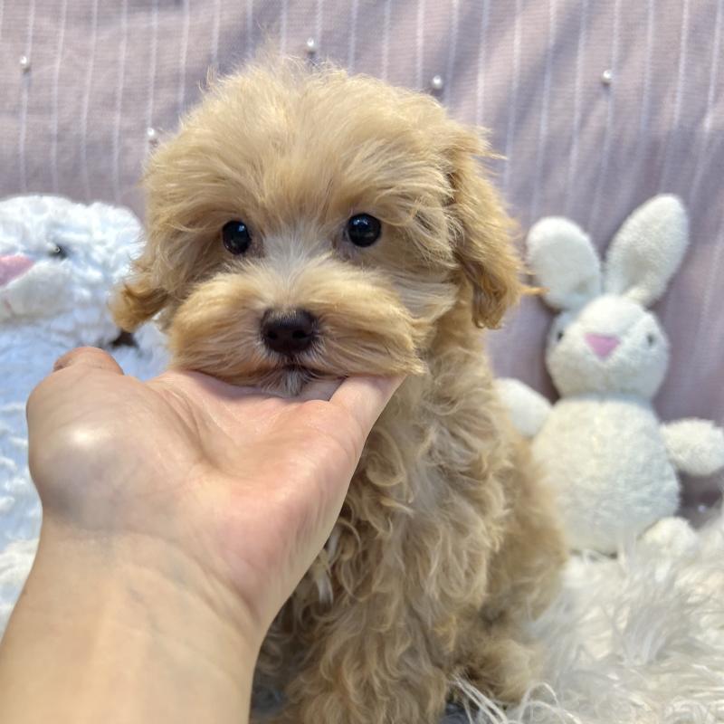 販売中の栃木県のマルプー:マルチーズ×トイプードル-393235の3枚目