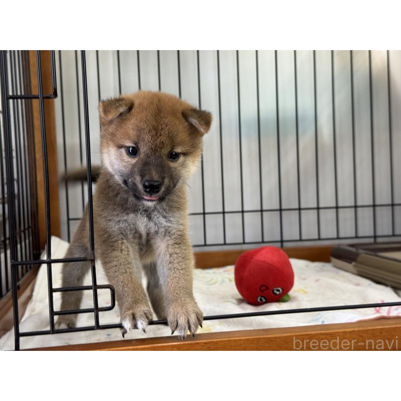 販売中の岡山県の柴犬-403106の5枚目