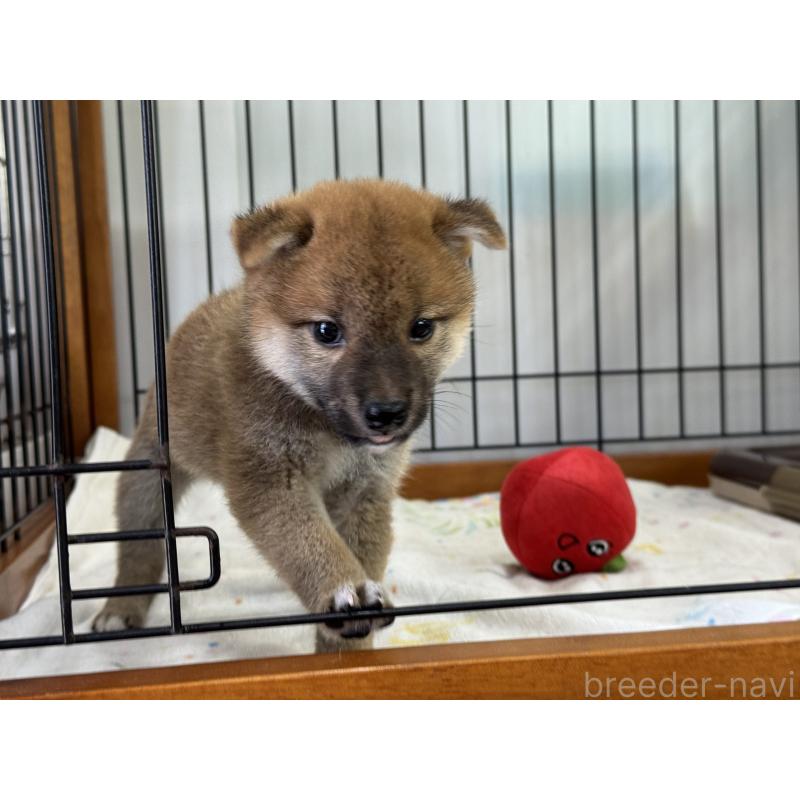 販売中の岡山県の柴犬-403106の4枚目