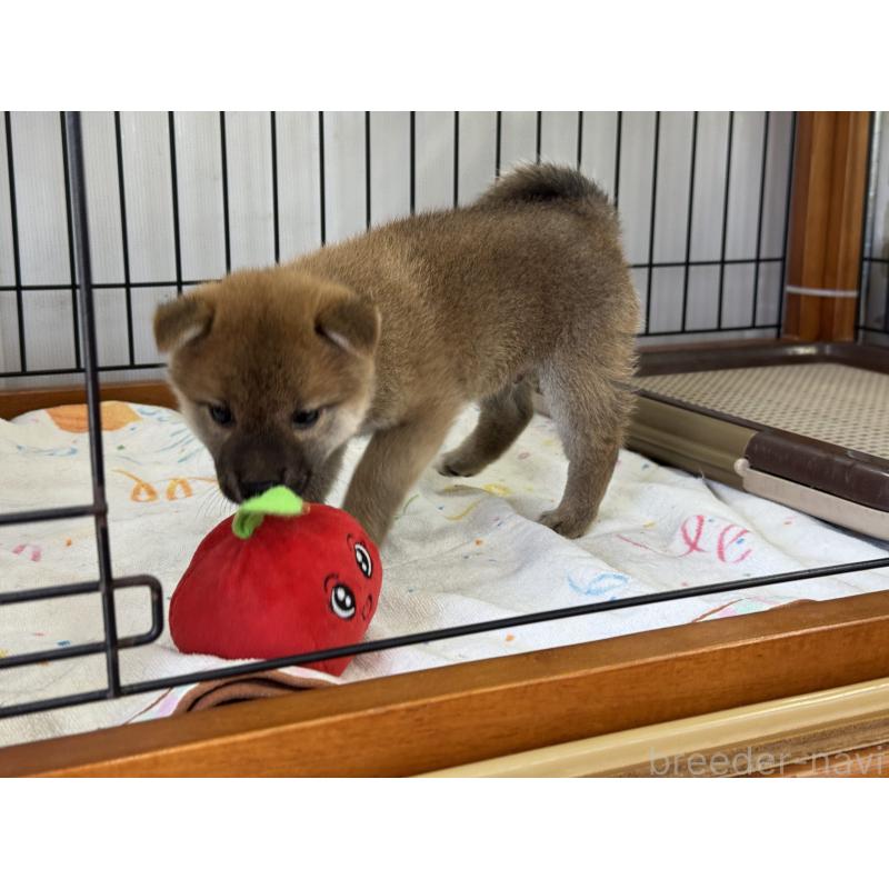 販売中の岡山県の柴犬-403106の3枚目