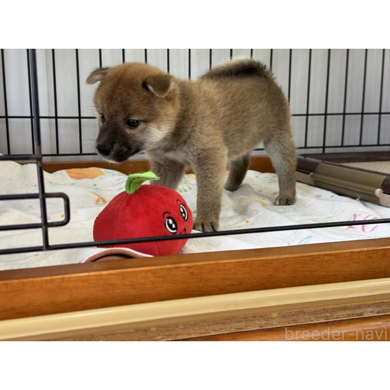 販売中の岡山県の柴犬-403106の2枚目