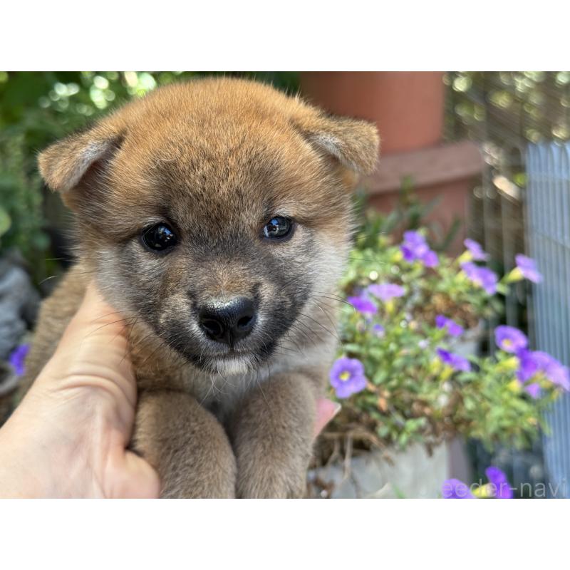 販売中の岡山県の柴犬-403106