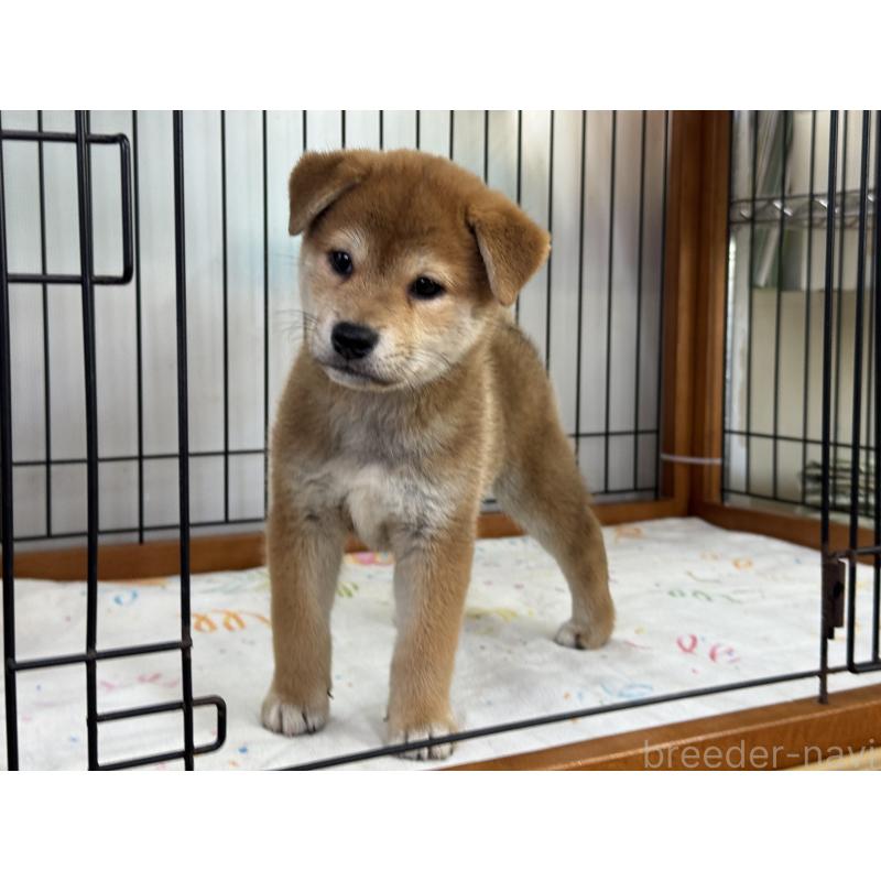 販売中の岡山県の柴犬-403108の5枚目