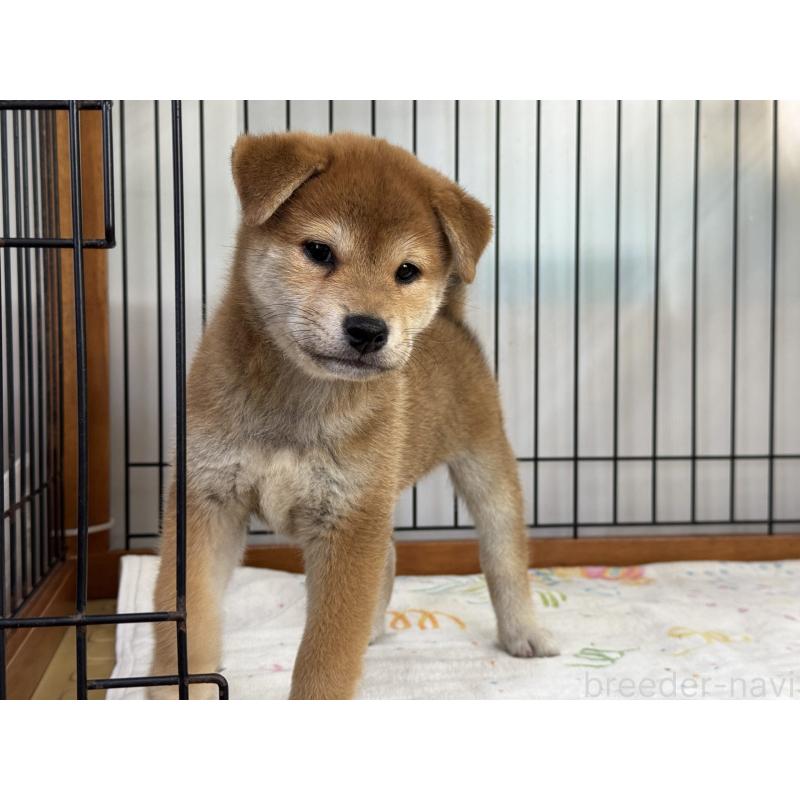 販売中の岡山県の柴犬-403108の3枚目