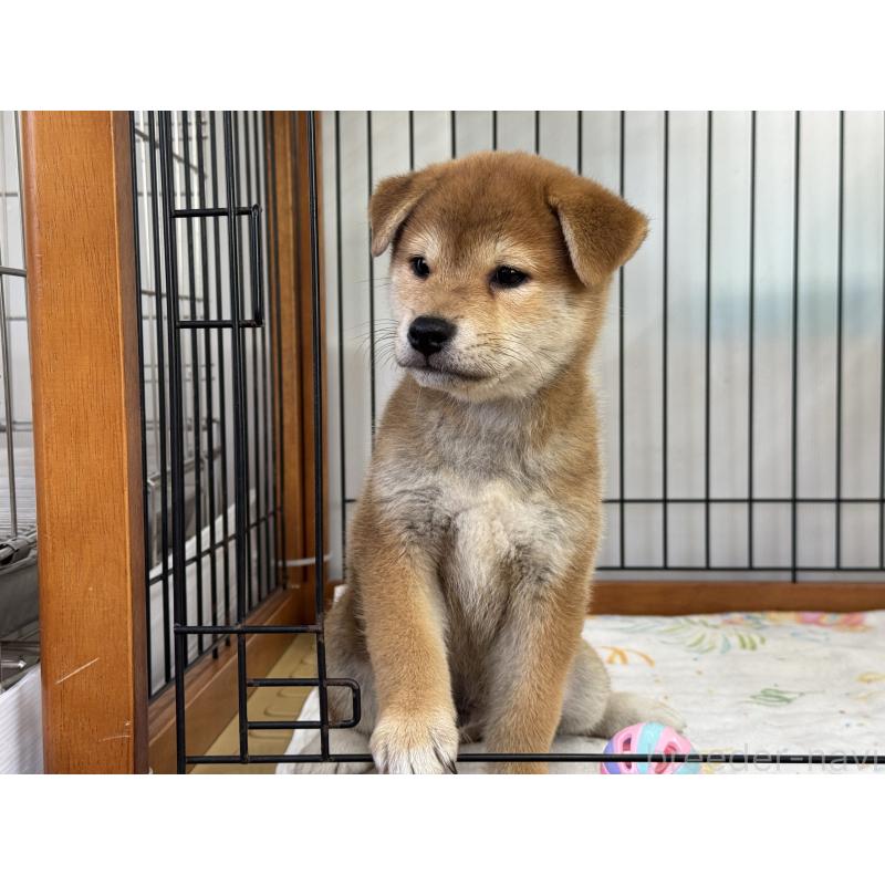 販売中の岡山県の柴犬-403108の2枚目