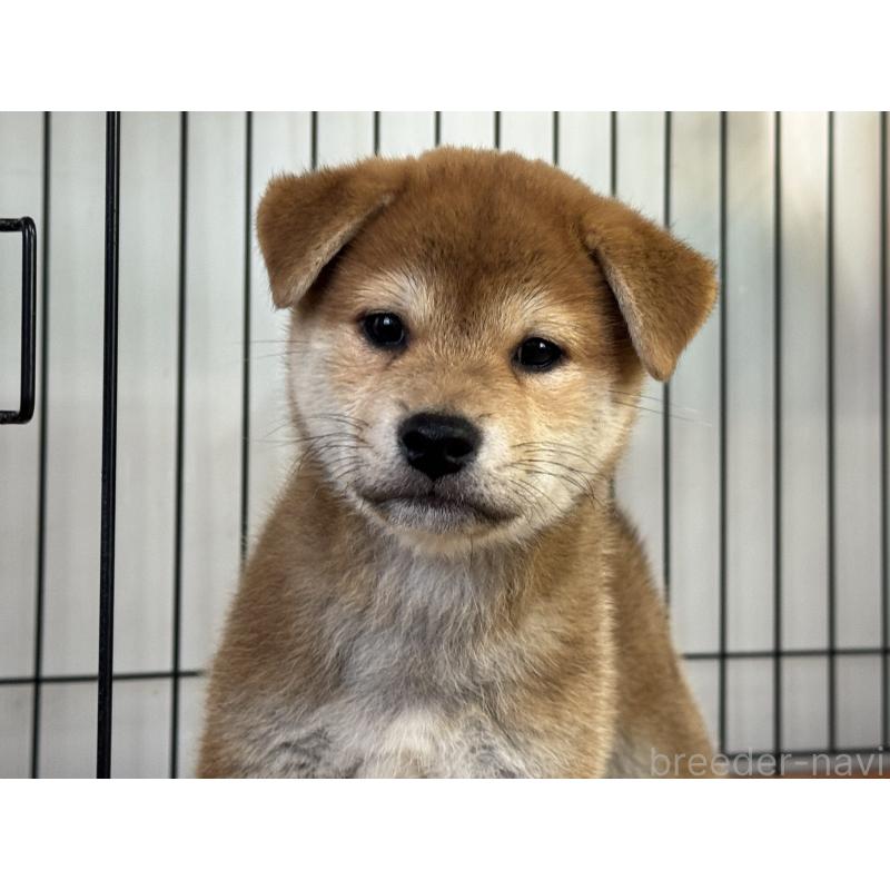 販売中の岡山県の柴犬-403108