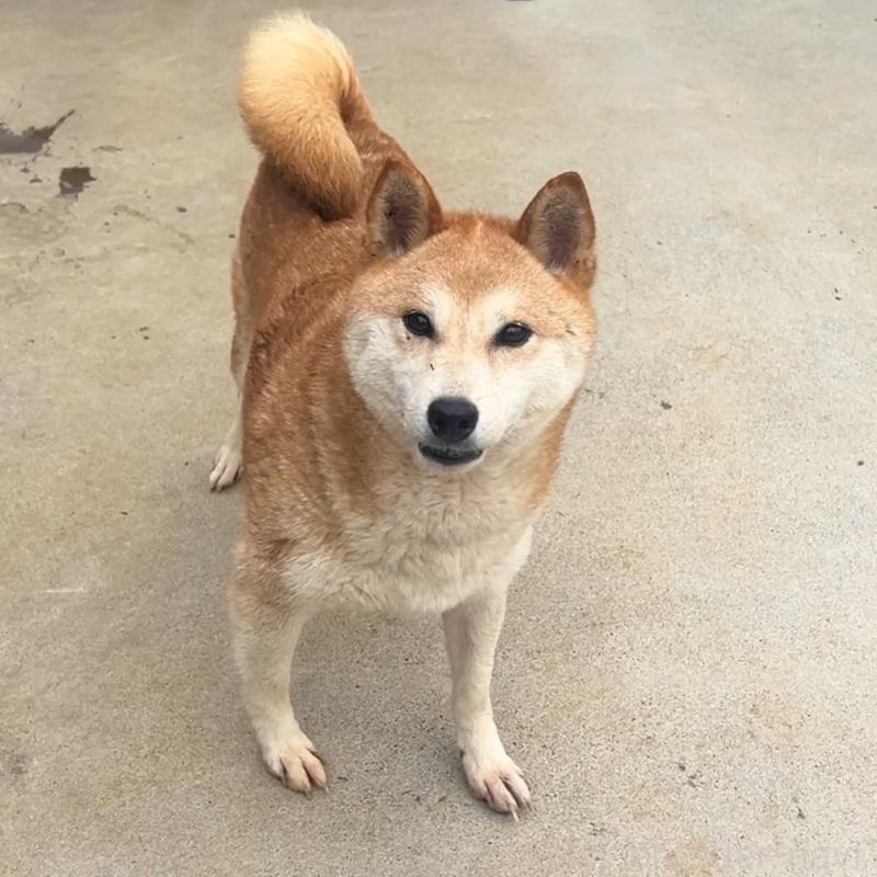 販売中の茨城県の柴犬-403110の1枚目