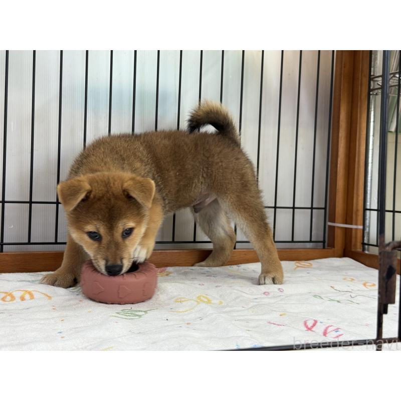 販売中の岡山県の柴犬-403114の5枚目