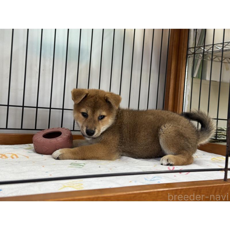 販売中の岡山県の柴犬-403114の4枚目
