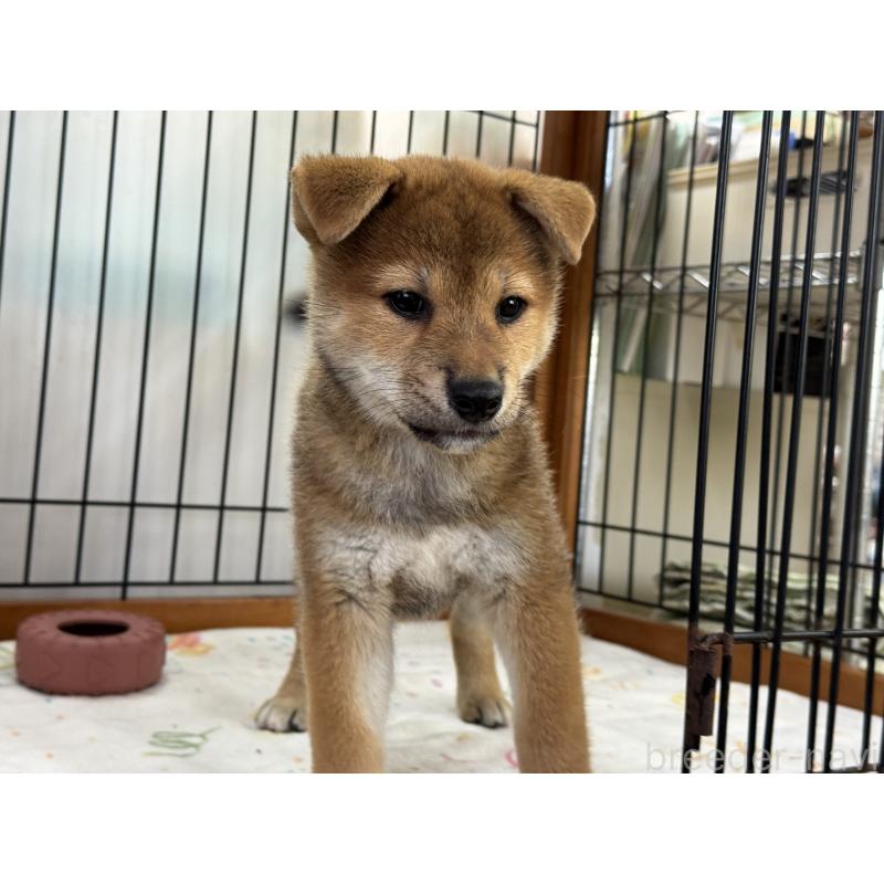 販売中の岡山県の柴犬-403114の3枚目