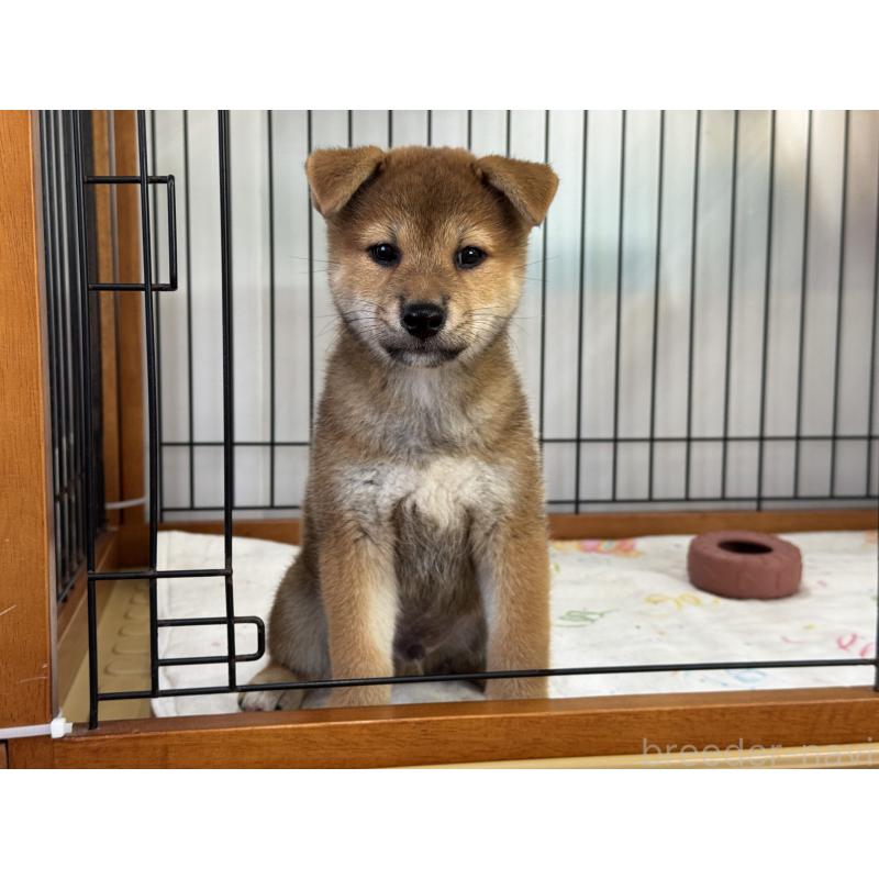 販売中の岡山県の柴犬-403114の2枚目