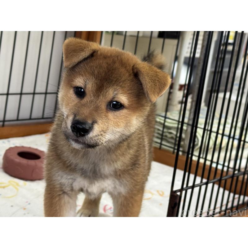販売中の岡山県の柴犬-403114