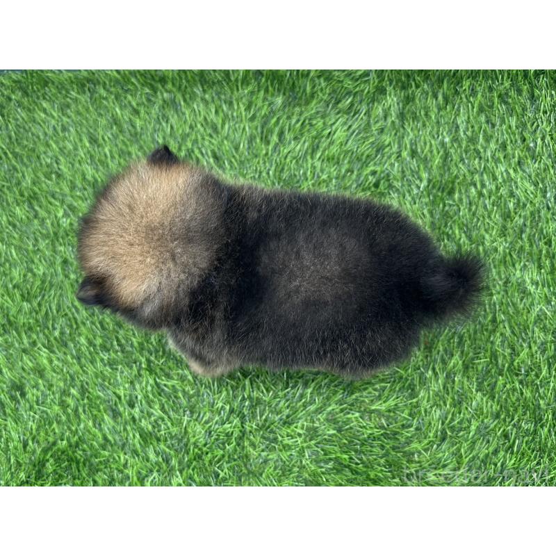 販売中の愛知県のポメラニアン-403120の3枚目