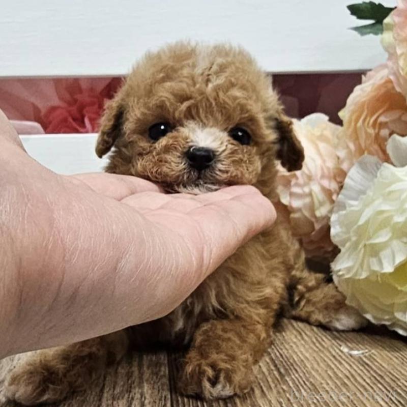 販売中の埼玉県のマルプー:マルチーズ×トイプードル-403146の8枚目