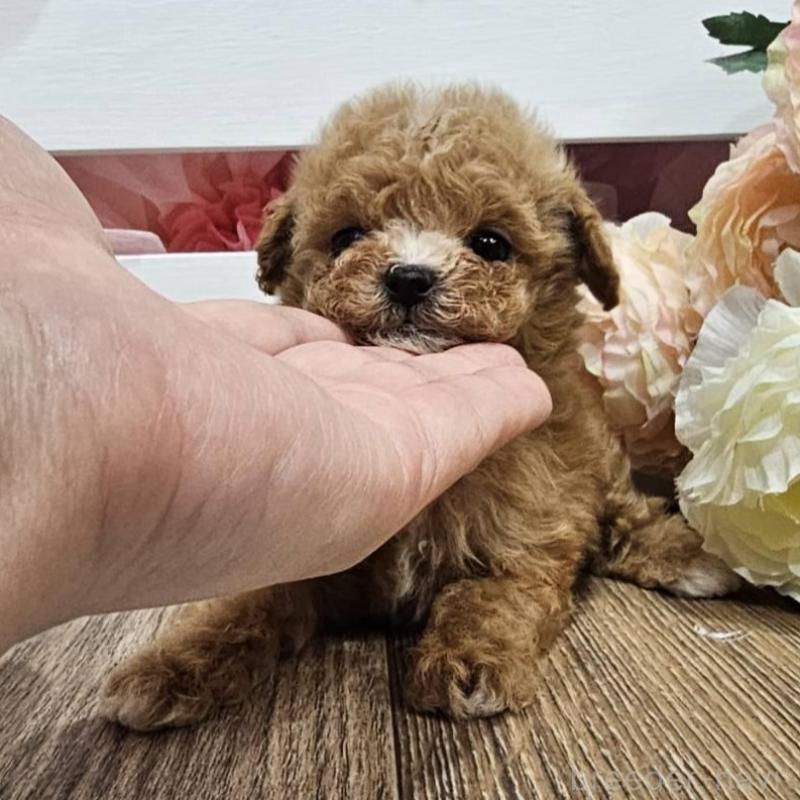 販売中の埼玉県のマルプー:マルチーズ×トイプードル-403146の7枚目
