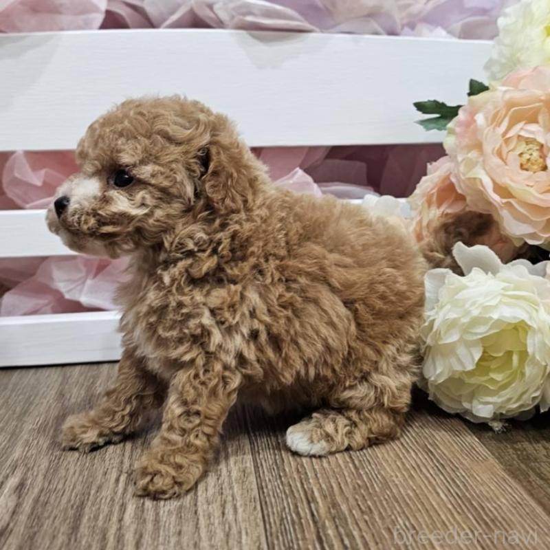 販売中の埼玉県のマルプー:マルチーズ×トイプードル-403148の6枚目