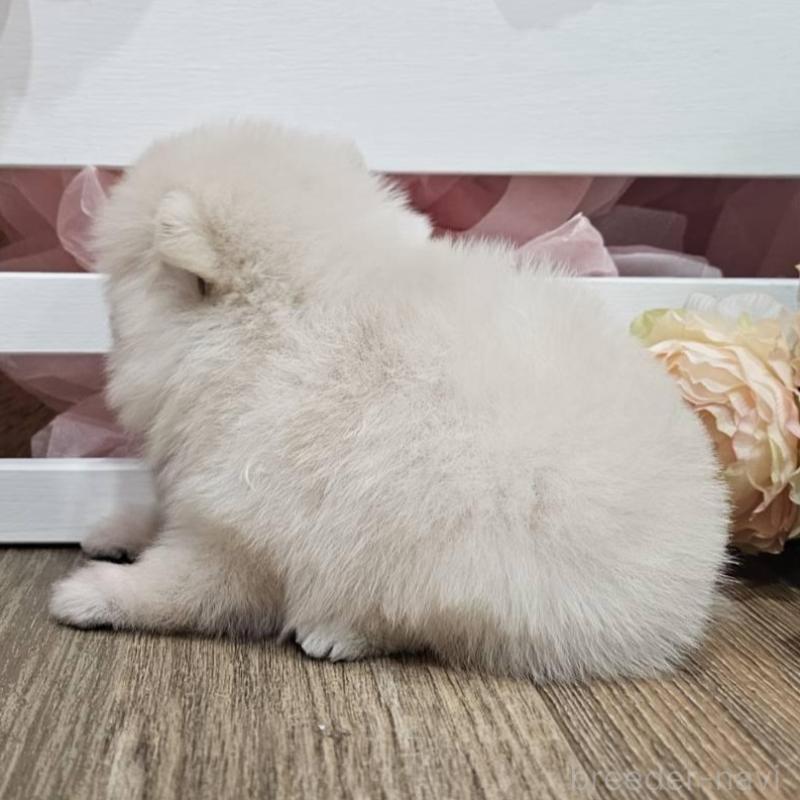 販売中の埼玉県のポメラニアン-403152の4枚目
