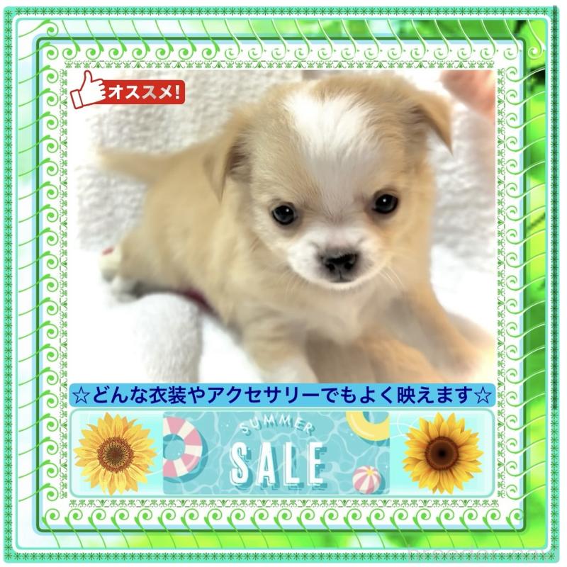販売中の大阪府のチワワ(ロングコート)-403156の3枚目