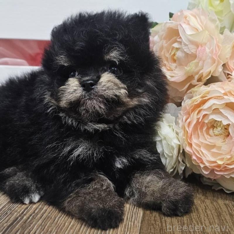 成約済の埼玉県のポメマル:ポメラニアン×マルチーズ-401009の2枚目