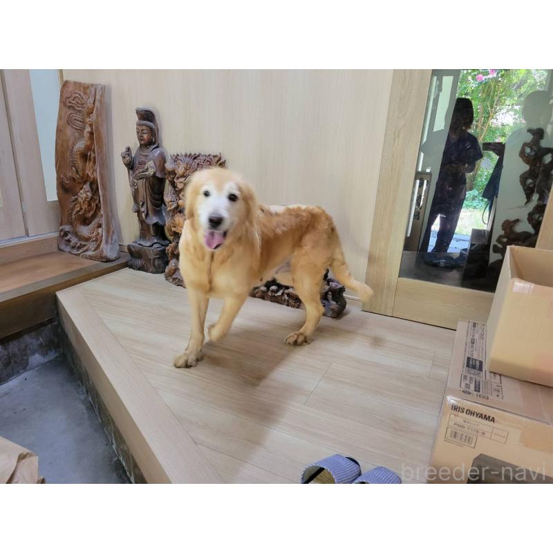 販売中の三重県のゴールデンレトリーバー-403165の6枚目