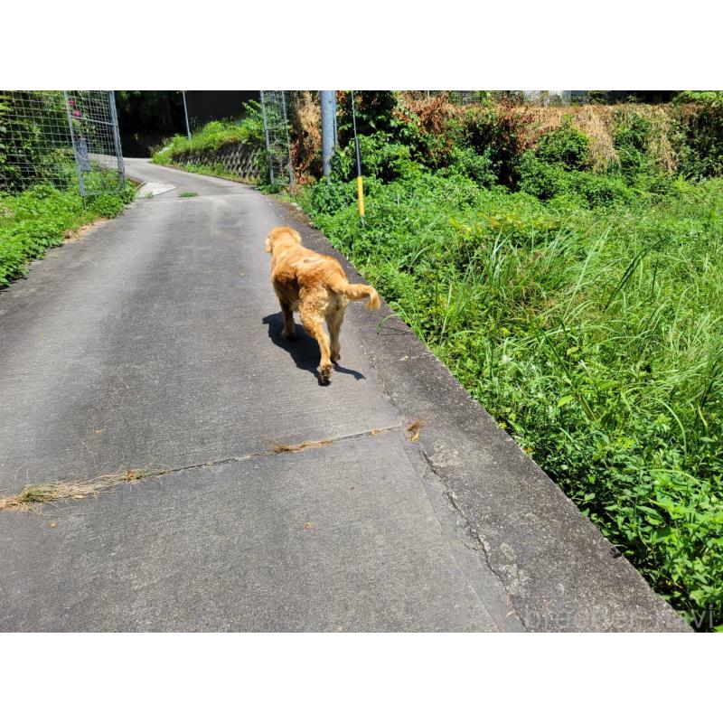 販売中の三重県のゴールデンレトリーバー-403165の4枚目