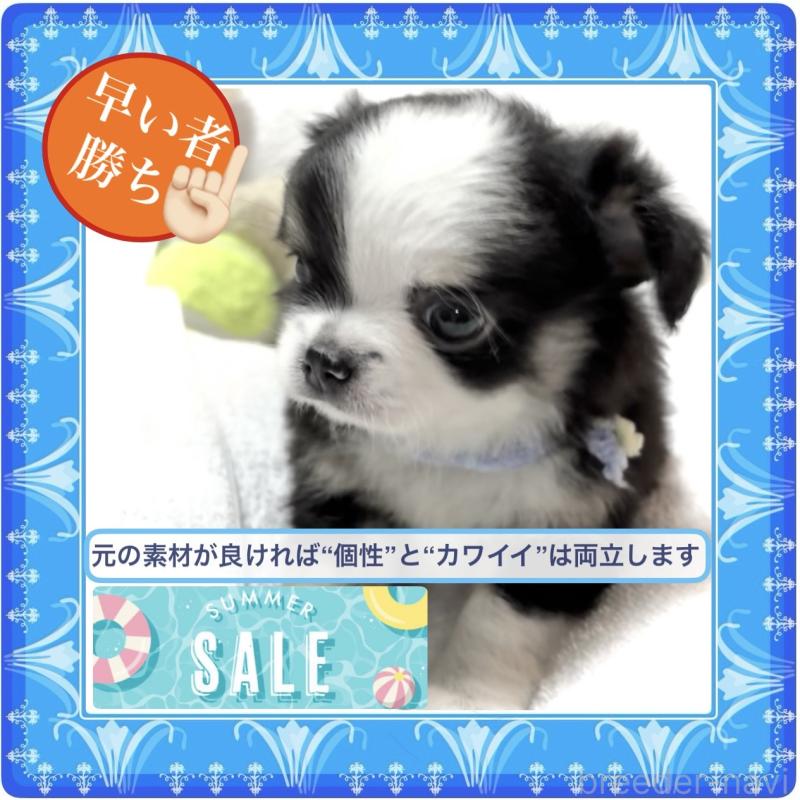 販売中の大阪府のチワワ(ロングコート)-403160の12枚目