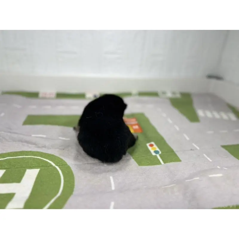 販売中の愛知県の豆柴-403166の3枚目