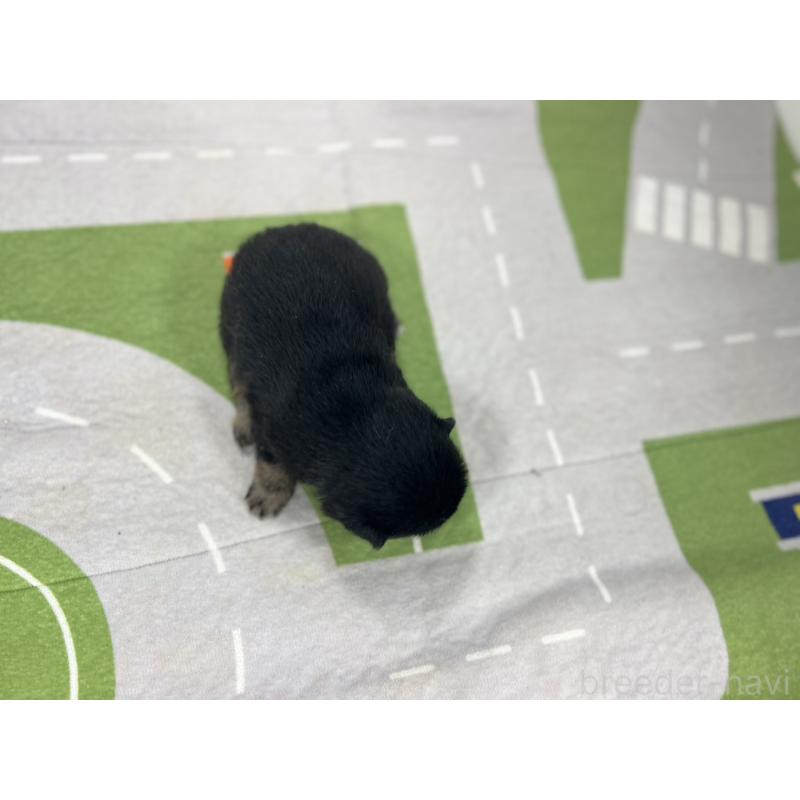 販売中の愛知県の豆柴-403168の5枚目