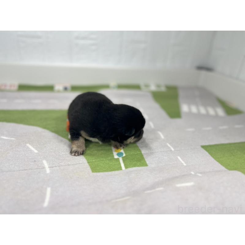 販売中の愛知県の豆柴-403169の4枚目