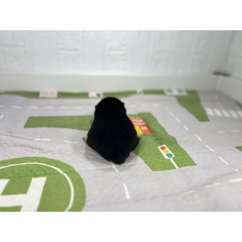 販売中の愛知県の豆柴-403169の3枚目